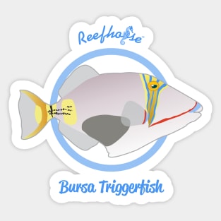 Bursa Triggerfish Sticker